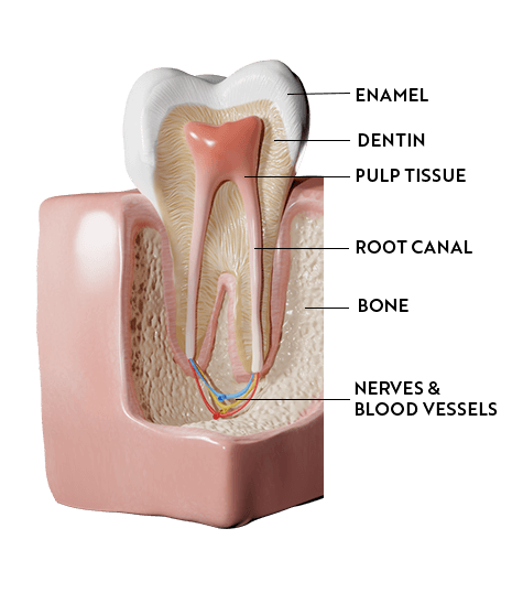 Medical diagram of a healthy tooth